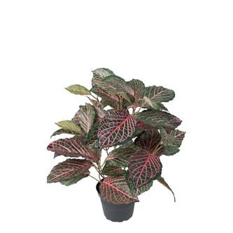 Tekokasvi, Pitsilehti 40 cm