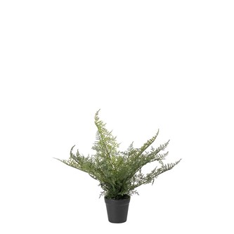 Tekokasvi, Unelma 30 cm