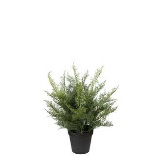 Tekokasvi, Unelma 40 cm