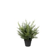 Tekokasvi, Unelma 40 cm