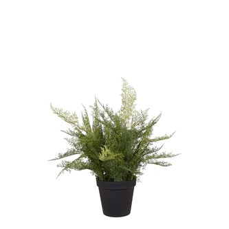 Tekokasvi, Unelma 65 cm