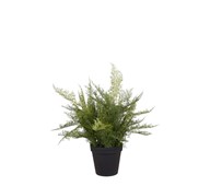 Tekokasvi, Unelma 65 cm