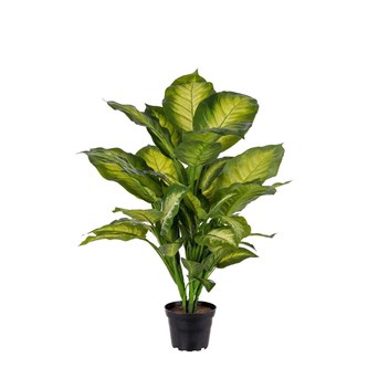 Tekokasvi, Itulehti tropic snow 55 cm