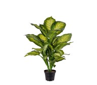 Tekokasvi, Itulehti tropic snow 55 cm