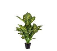 Tekokasvi, Itulehti exotica 55 cm