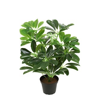 Tekokasvi, Liuska-aralia compacta 40 cm