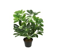 Tekokasvi, Liuska-aralia compacta 40 cm