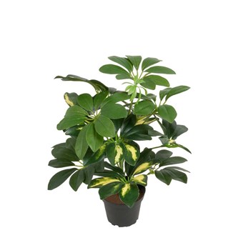 Tekokasvi, Liuska-aralia 40 cm