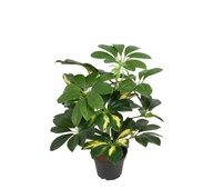 Tekokasvi, Liuska-aralia 40 cm