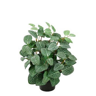 Tekokasvi, Pitsilehti 34 cm
