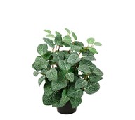 Tekokasvi, Pitsilehti 34 cm