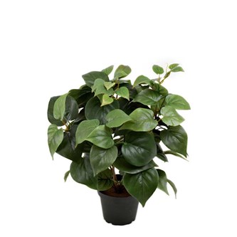 Tekokasvi, Köynnösvehka 35 cm