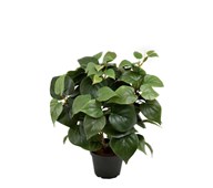Tekokasvi, Köynnösvehka 35 cm