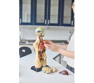 Torso, 11 osaa, 50 cm