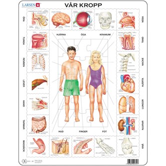 Pussel Vår kropp ruotsinkiel.