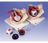 Silmä silmäkuopassa, 7 osaa, 3x luonnollinen koko