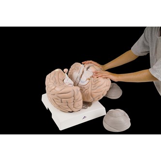 Aivot 14 osaa, 2,5x suurennos