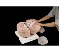 Aivot 14 osaa, 2,5x suurennos