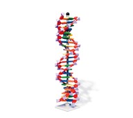 DNA - malli