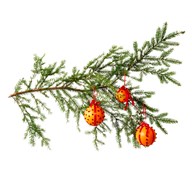 Appelsiinijoulupallot